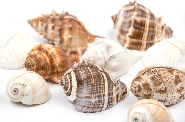 Mixed Beige Seashell Place Card Holders